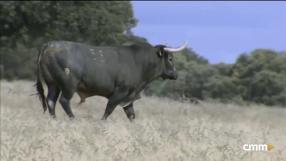 Coquilla y Clairac