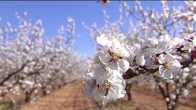 Programa 70 | Almendros en flor