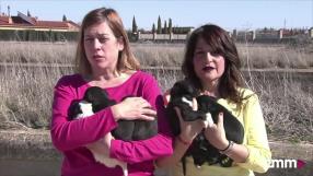 Un programa de Amparo de Aguilar y CMMPlay con la protectora de animales El Arca de Noé de Albacete.