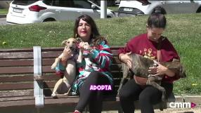 Un programa de Amparo de Aguilar y CMMPlay con la protectora de animales El Arca de Noé de Albacete.