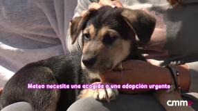 Un programa de Amparo de Aguilar y CMMPlay con la protectora de animales El Arca de Noé de Albacete.