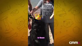 Un programa de Amparo de Aguilar y CMMPlay con la protectora de animales El Arca de Noé de Albacete.