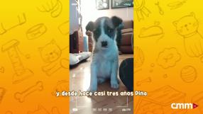 Especial con José Manuel Castellote y Piña,
Un programa de Amparo de Aguilar y CMMPlay con la protectora de animales El Arca de Noé de Albacete.