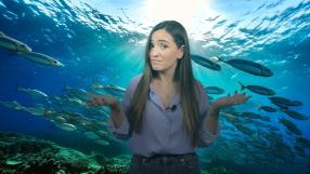 ¿Crees que el pescado qué consumes procede del mar? Seguramente no. Ya es oficial: la acuicultura supera a la pesca tradicional.

EcoPlayer con Ana Sevilla.