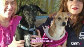 Rosita y Teti