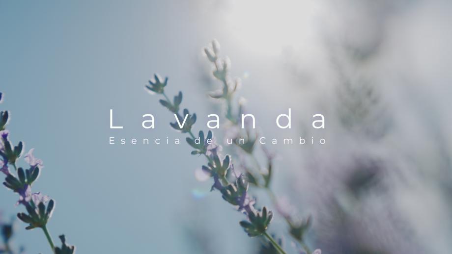 La lavanda, esencia de un cambio