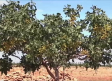 El pistacho gana terreno al cultivo tradicional