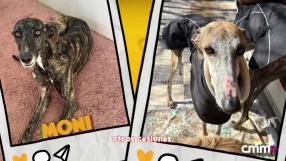 Aumenta el número de galgos abandonados: más de 12 galgos en una semana