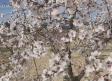 Los almendros de Férez florecen por las altas temperaturas