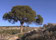 El Pino 'Juan Molinera' de Abengibre busca ser el mejor árbol europeo