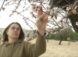 Las altas temperaturas favorecen la floración de los almendros en Tobarra